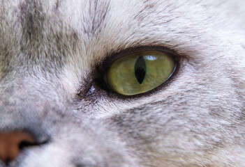 Cat's eye. Close up on a green cat's eye
