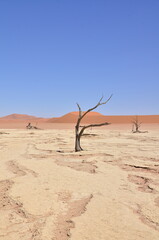 deadvlei sossusvlei Dry pan trees desert Sand dunde Namibia Africa