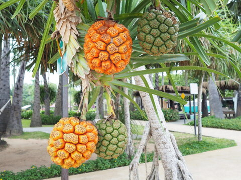 The green and orange fruit hanging on the trees of Pandanus tectorius or Pandanus odoratissimus on the beach near the sea is a wind and drought tolerant perennial, The fruit resembles a pineapple.

