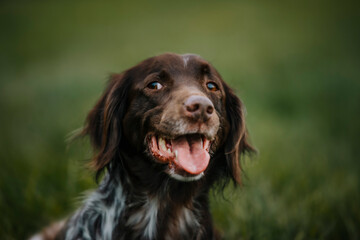 Hunde Portrait 