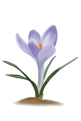 Naklejka premium crocus flower isolated on white background