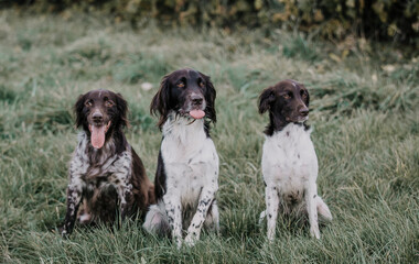 3 Hunde 