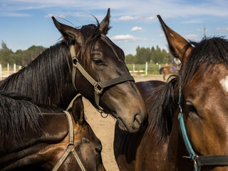 A beautiful horses on the paddock at the horse farm. A foal on the farm, a beautiful little horse,...
