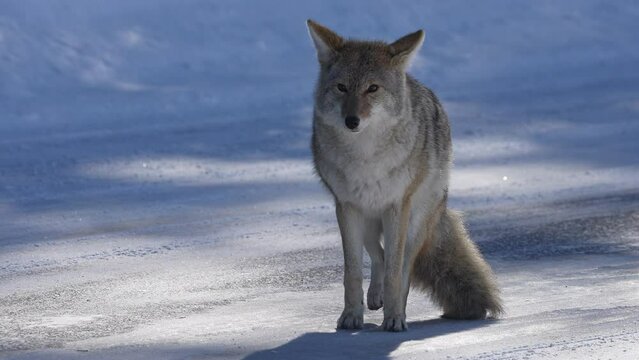 Coyote walking over and sitting down in the road during winter in Wyoming.