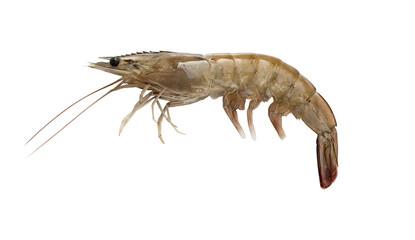 Fresh shrimp isolated png file