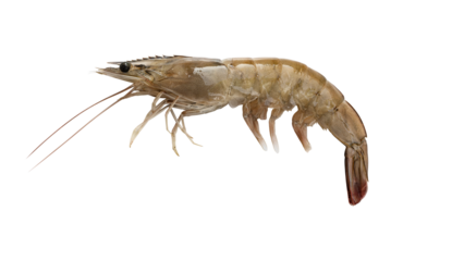 Fresh shrimp isolated png file