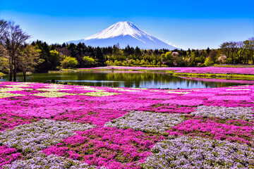 富士山と芝桜