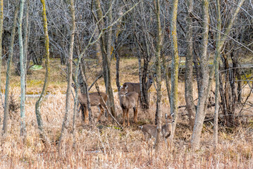 White-tailed Deer In The Woods In December