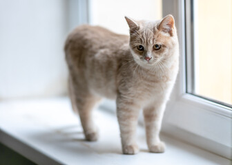 A cute kitten is standing on the windowsill.