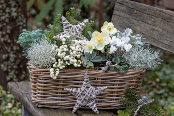 Christrose, weiße Torfmyrte, Alpenveilchen und Silberdrahtpflanzen im Korb im Winter-Garten