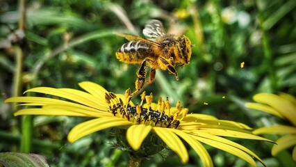 bee on yellow flower