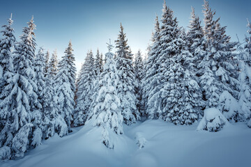 Winter forest. Amazing nature landscape. Wonderful wintry scenery. Snow covered fir trees during sunrise. Nature background