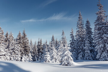 Fototapeta na wymiar Winter forest. Amazing nature landscape. Wonderful wintry scenery. Snow covered fir trees during sunrise. Nature background