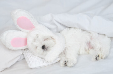 Lapdog puppy wearing easter rabbits ears sleeps on a bed under warm white blanket at home. Top down view