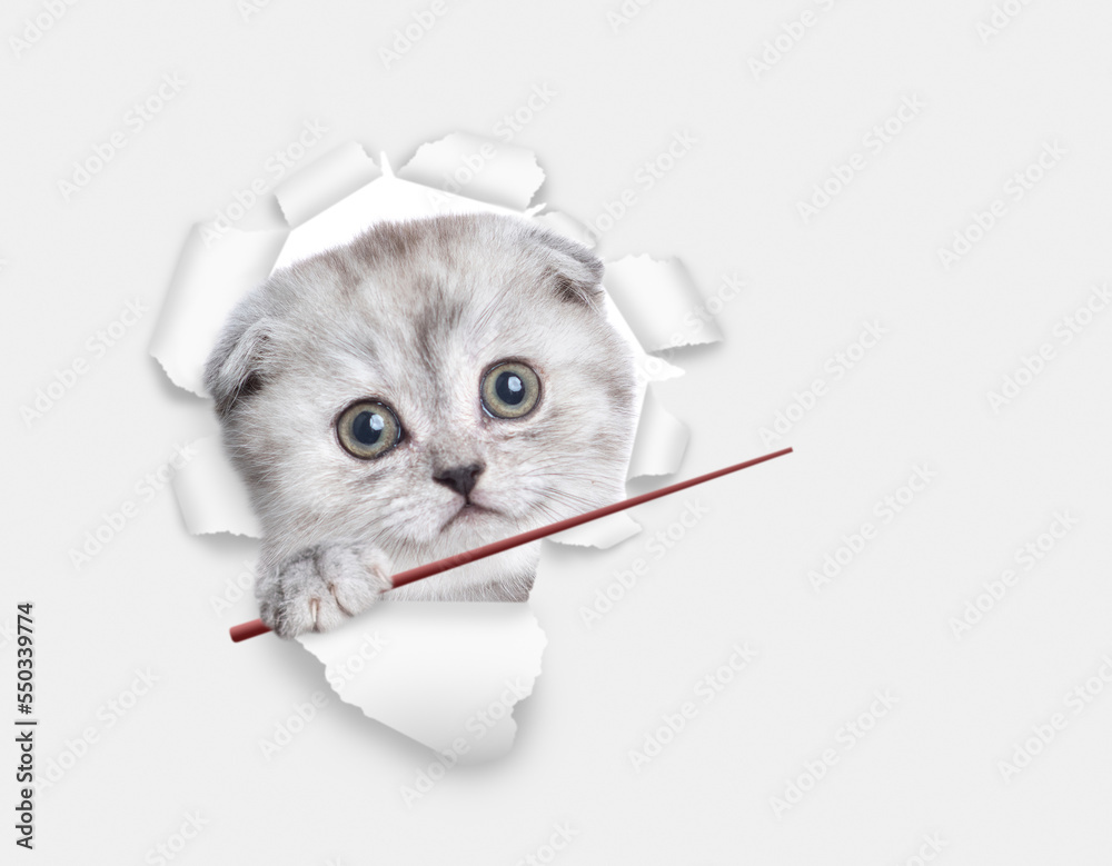Aufkleber cute kitten looking through a hole in white paper and points away on empty space