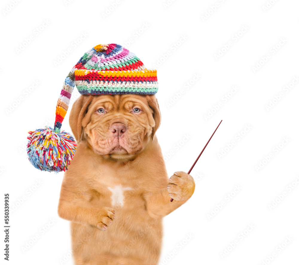 Poster unhappy frozen puppy wearing a warm winter hat with pompon pointing away on empty space. isolated on