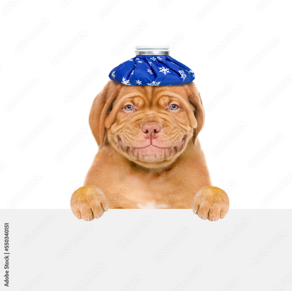 Poster smiling sick puppy with ice bag or ice pack on his head looks above empty white banner. isolated on 