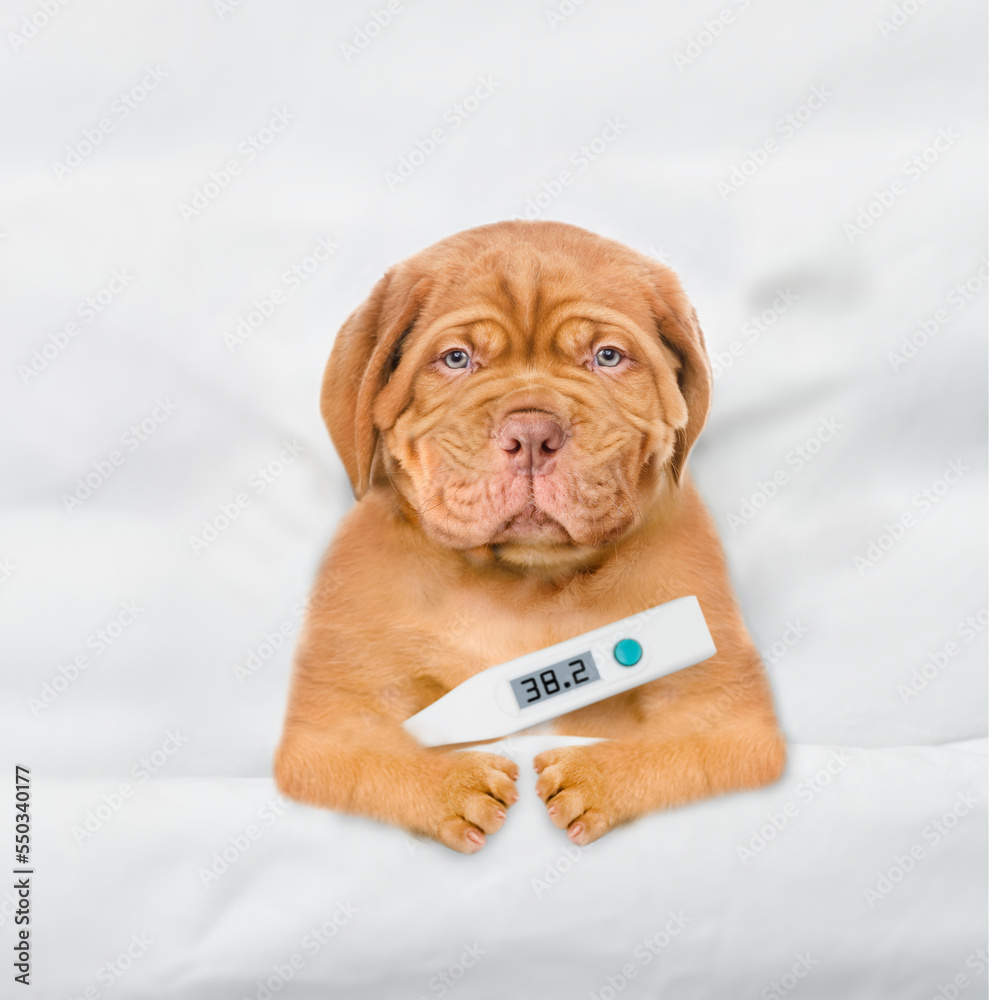 Poster unhappy sick mastiff puppy lying on a bed at home with a thermometer under it paw. top down view