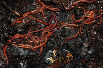 red worms in humus leaves, macro, fishing bait, worm farm