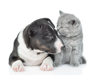 Friendly Miniature Bull Terrier puppy and tiny kitten sit together. Isolated on white background