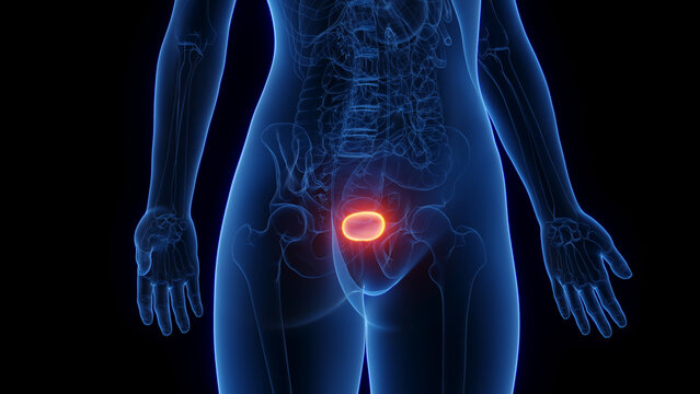 3d rendered medical illustration of a woman's urinary bladder