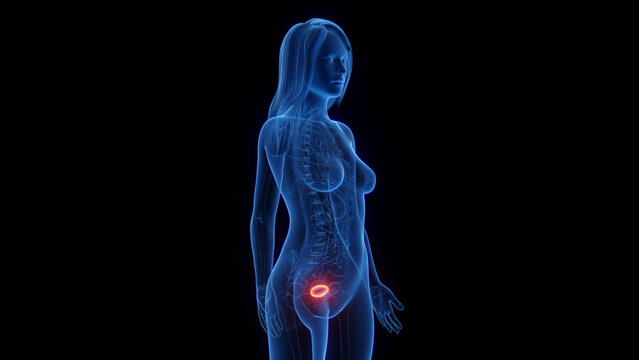 3d rendered medical illustration of a woman's urinary bladder