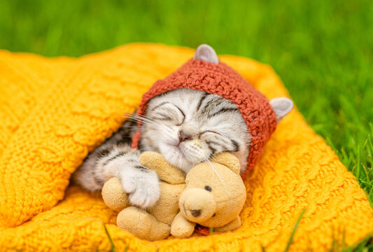 Cute kitten wearing warm hat hugs favorite toy bear and sleeps on plaid on green summer grass