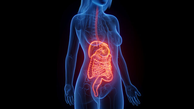 3d rendered medical illustration of a woman's digestive system.
