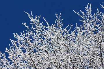 Snow covered tree and blue sky - 550341163