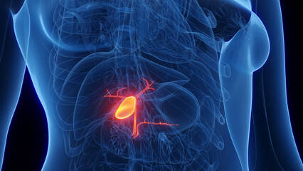 3d rendered medical illustration of a woman's gallbladder