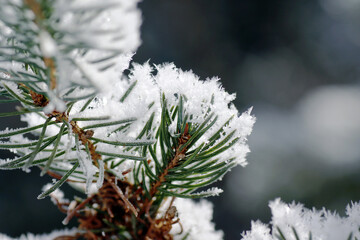 Macro of spruce tree covered in snow flakes - 550341182