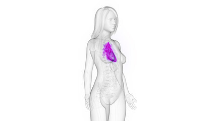 Obraz na płótnie Canvas 3d rendered medical illustration of a woman's heart