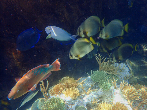 An underwater photo of Batfish and a Rainbow Parrotfish