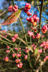 Euonymus with bright flowers and fetus, on a sunny autumn day.