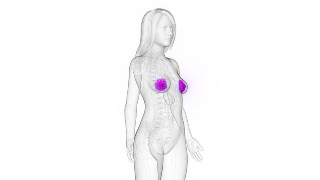 3d rendered medical illustration of a woman's mammary glands