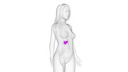 3d rendered medical illustration of a woman's pancreas