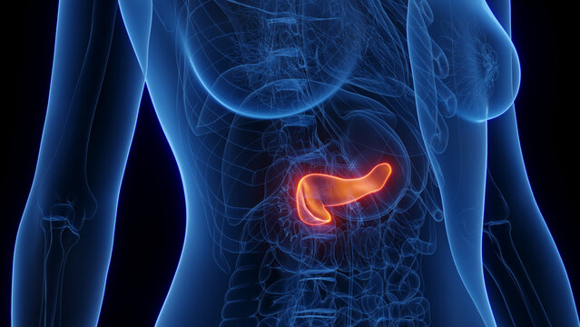 3d rendered medical illustration of a woman's pancreas