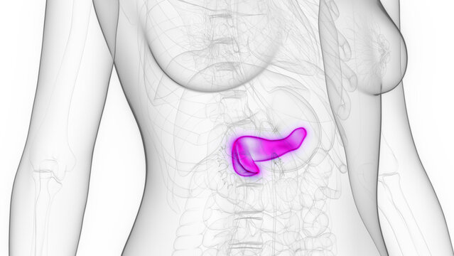 3d rendered medical illustration of a woman's pancreas
