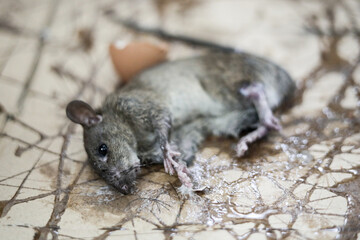 Mouse rat or mice trapped on mousetrap glue. That animal gets stuck on trapper or adhesive sticky...