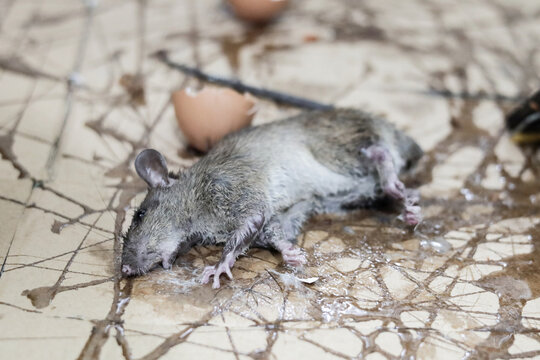 Mouse rat or mice trapped on mousetrap glue. That animal gets stuck on trapper or adhesive sticky glue spread over cardboard. It cannot to escaped.