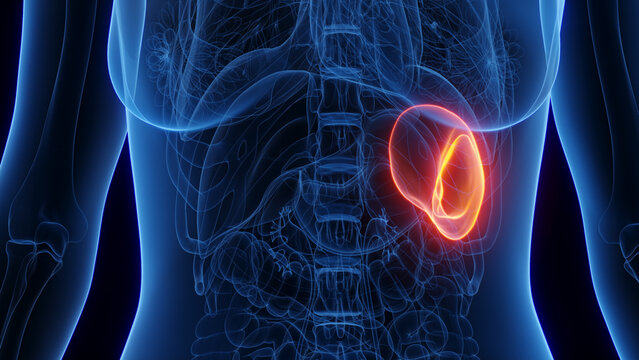 3d rendered medical illustration of a woman's spleen