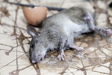 Mouse rat or mice trapped on mousetrap glue. That animal gets stuck on trapper or adhesive sticky glue spread over cardboard. It cannot to escaped.