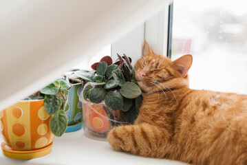 Beautiful red-haired cat sleeps on the windowsill, resting his head on the indoor violet flowers