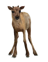 Baby of reindeer standing in front of white background