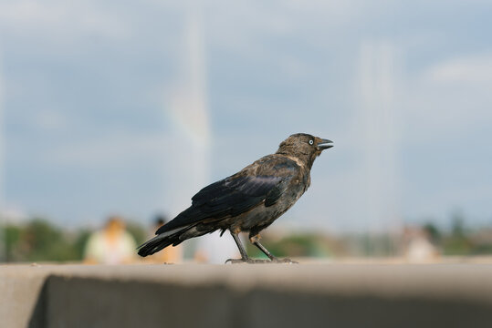 Crow bird in the urban landscape