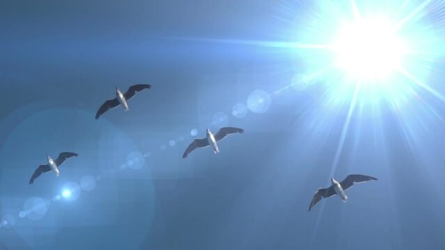 Seagulls fly against the background of the blue sky and the bright sun. Slow motion