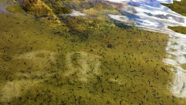 A large number of insect, stone fly (Plecoptera) larvae in the lake (spruit). Sayan Mountains, Siberia