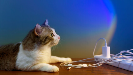 Domestic cats and electrical outlets. Dangerous for pets.