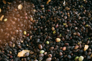 Close-up of dried olives in an outdoor garden. Home farming. Lots of drying olives on a homemade dryer in the yard