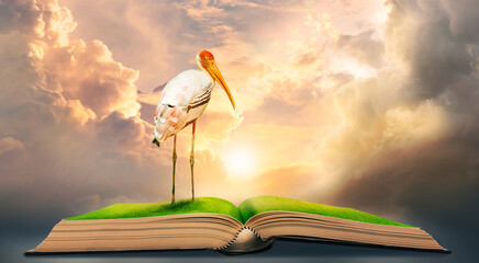 An old birds, Mycteria or Painted Stork standing on an ancient book like a literary drawing.